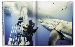 Michael Muller. Sharks