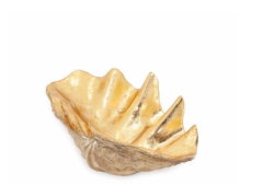 Tridacna shell gold color 58x34x18 cm | Dekoratif Obje
