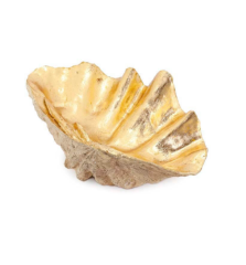 Tridacna shell gold color 69x41x27 cm | Dekoratif Obje