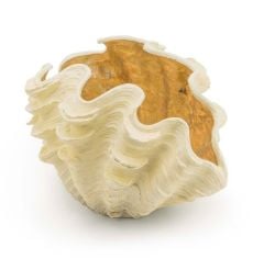 Vase Shell 49x30x34 cm | Dekoratif Obje - Çiçeklik