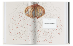 The Art and Science of Ernst Haeckel. 40th Ed.