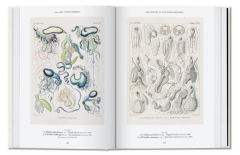 The Art and Science of Ernst Haeckel. 40th Ed.