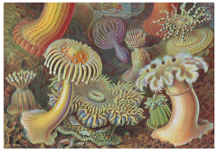 The Art and Science of Ernst Haeckel. 40th Ed.