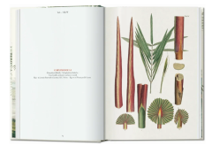 Martius. The Book of Palms. 40th Ed.