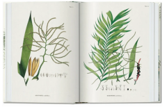 Martius. The Book of Palms. 40th Ed.