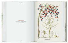 Martius. The Book of Palms. 40th Ed.